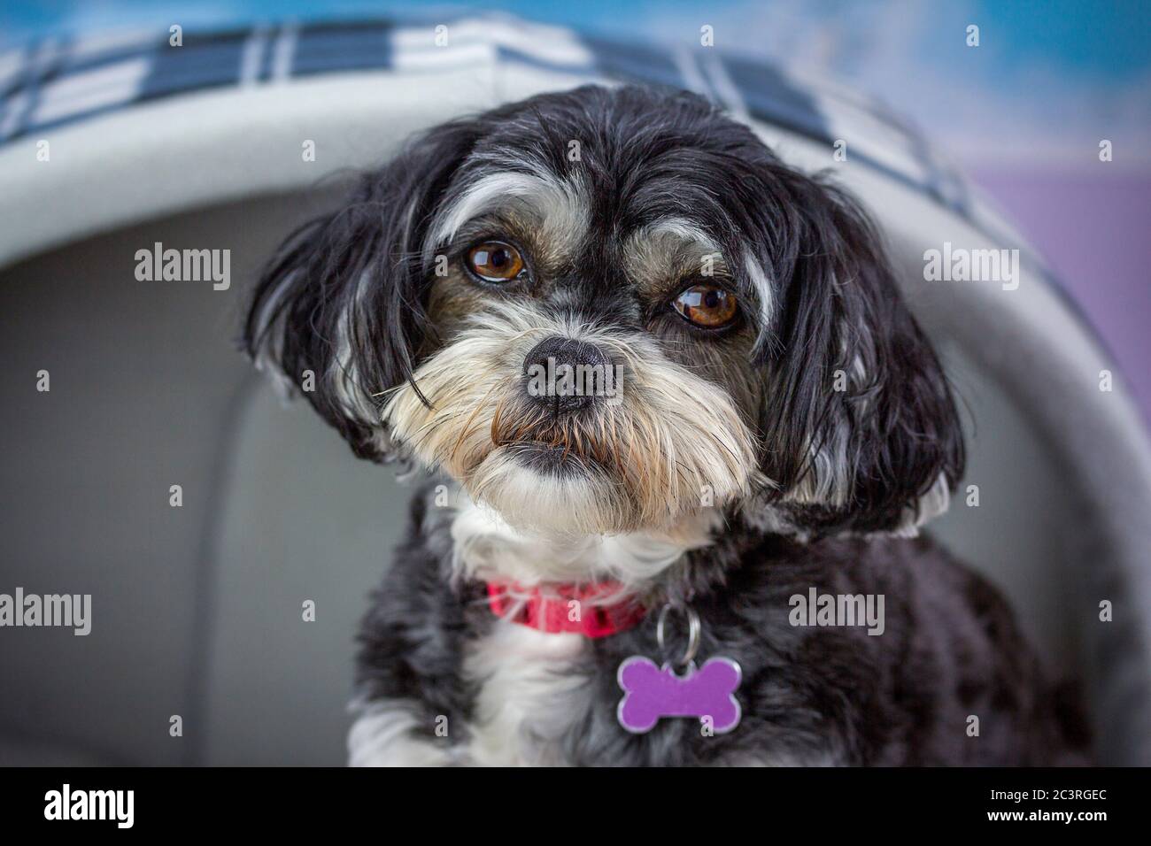 Small cute black and white puppy cavoodle, cockapoo, poodle cross looking wistful Stock Photo