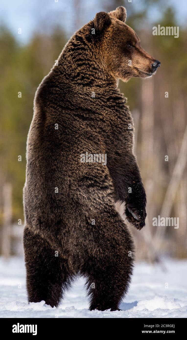 Какой хвост у медведя