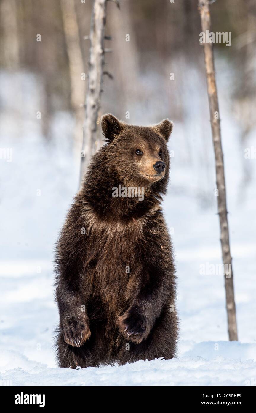 Brown bear cub standing on hind legs on the snow in winter forest