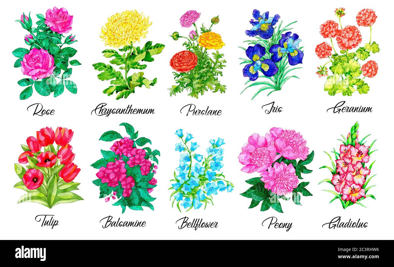Design set of Rose, Purslane, Iris, Geranium, Tulip, Peony, Gladiolus and other flowers isolated on white. Watercolor  botanical illustration with cli Stock Photo