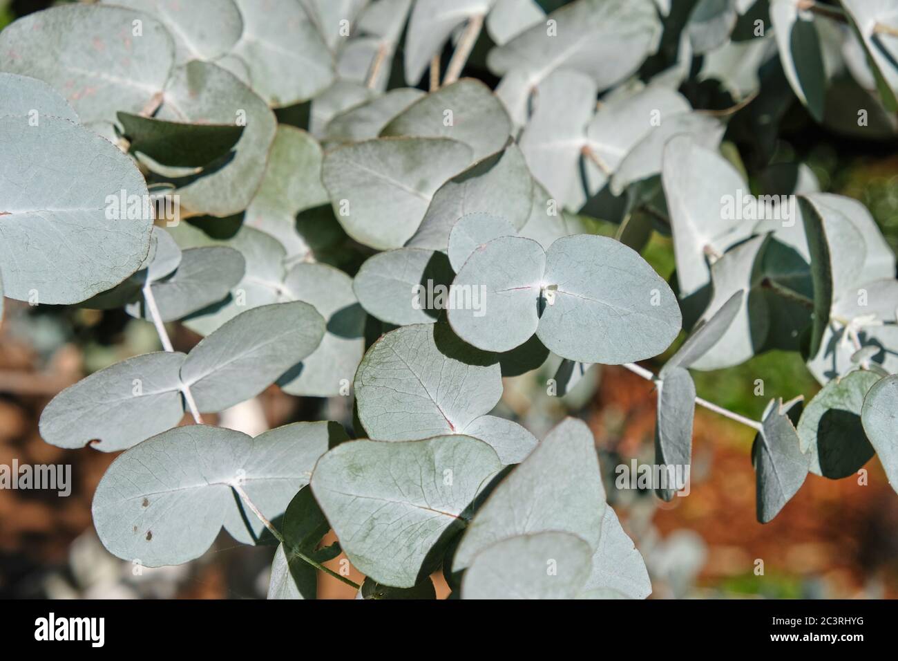 Eucalyptus cinerea leaves and branches closeup showing the distinctive grey-green foliage. Stock Photo