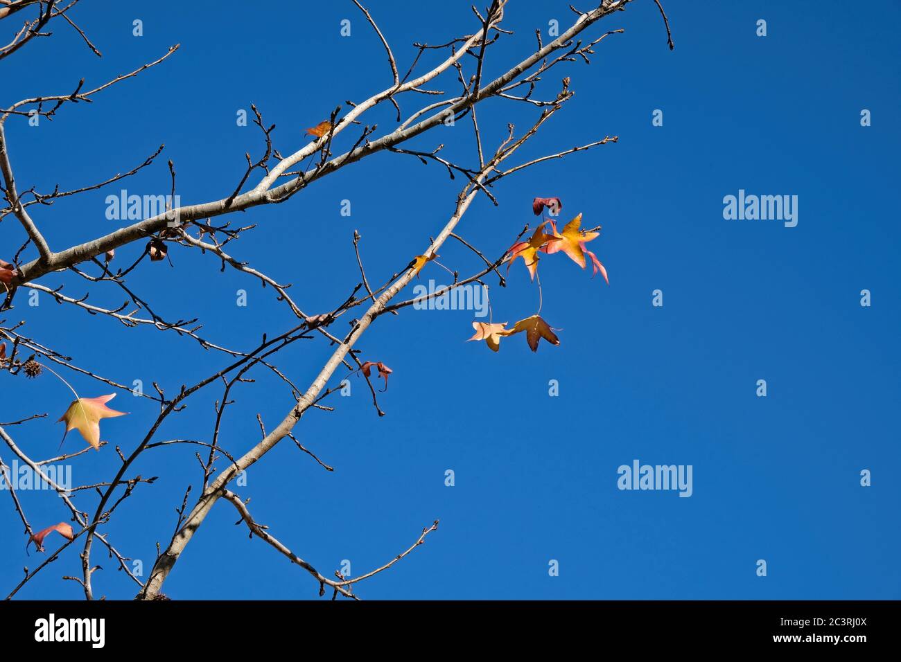 Liquidambar tree branches with a few leaves, in Autumn or Fall, against a bright blue clear sky. Stock Photo