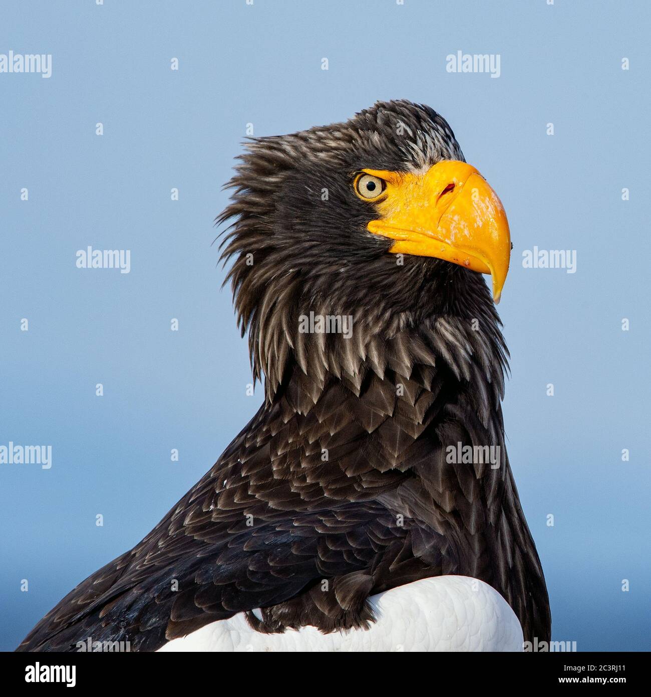 Adult Steller`s sea eagle. Close up portrait. Scientific name ...