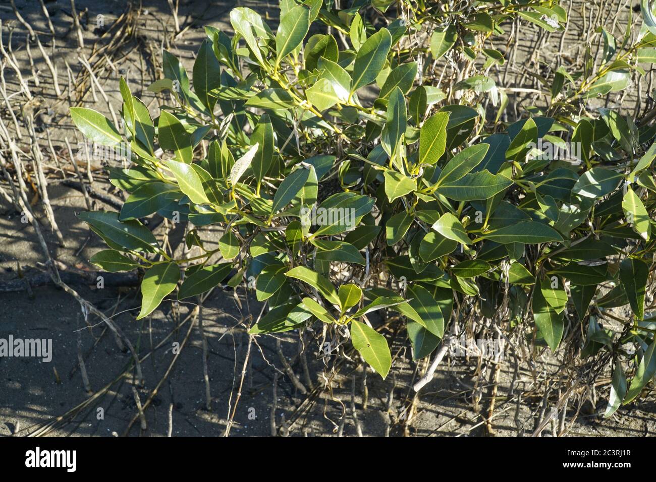 Young Mangrove trees, looking from above, showing the distinctive aerial roots growing up through the damp sand and the glossy green leaves. Stock Photo
