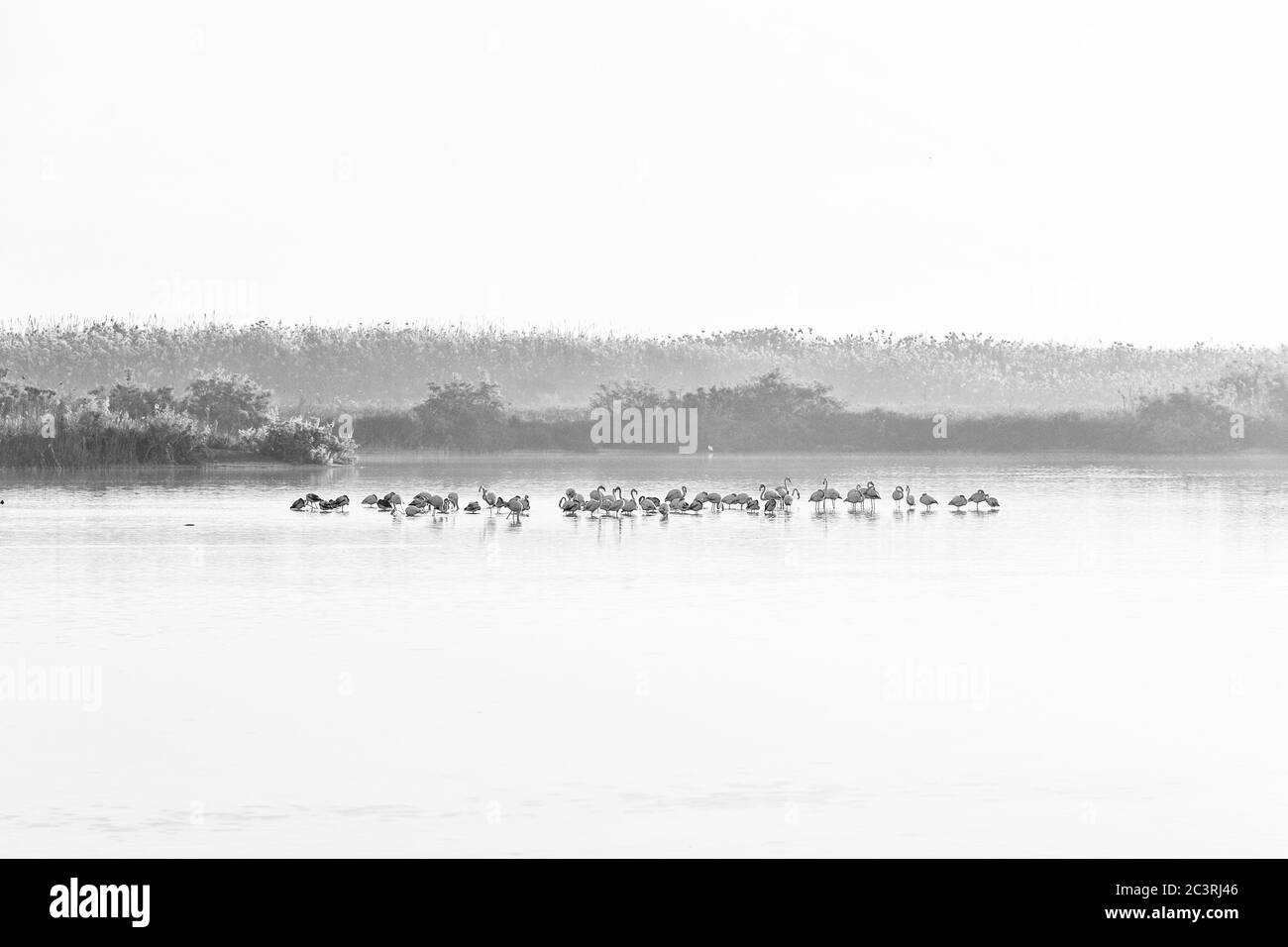 Grayscale shot of flamingos group in a calm lake Stock Photo