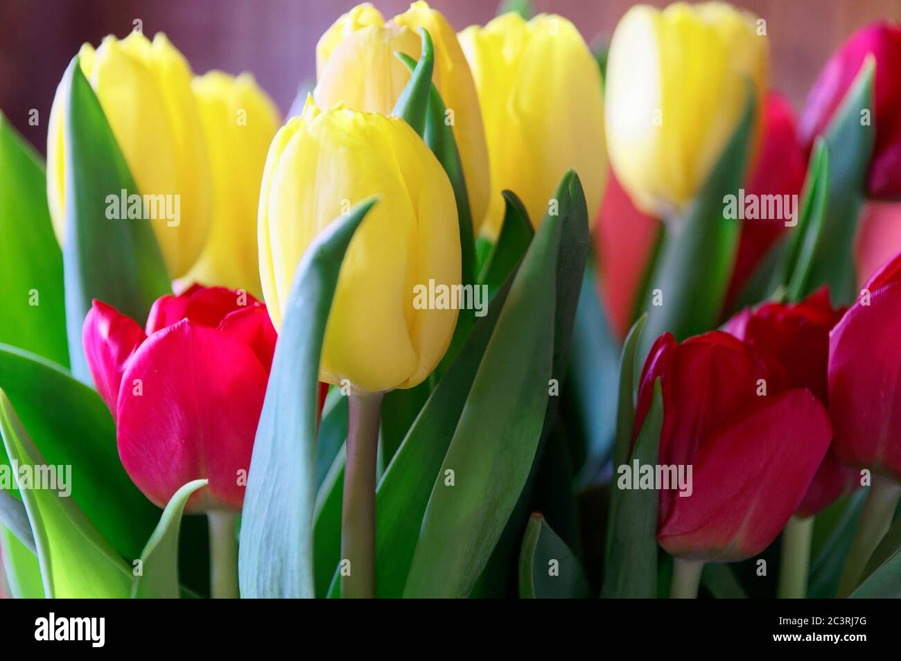 Closeup shot of yellow and pink tulips Stock Photo - Alamy