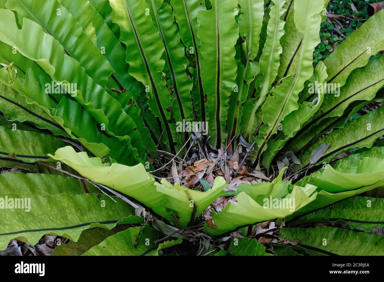 Bird's Nest Fern, Asplenium australasicum, closeup showing the dead leaves accumulating  in the centre Stock Photo