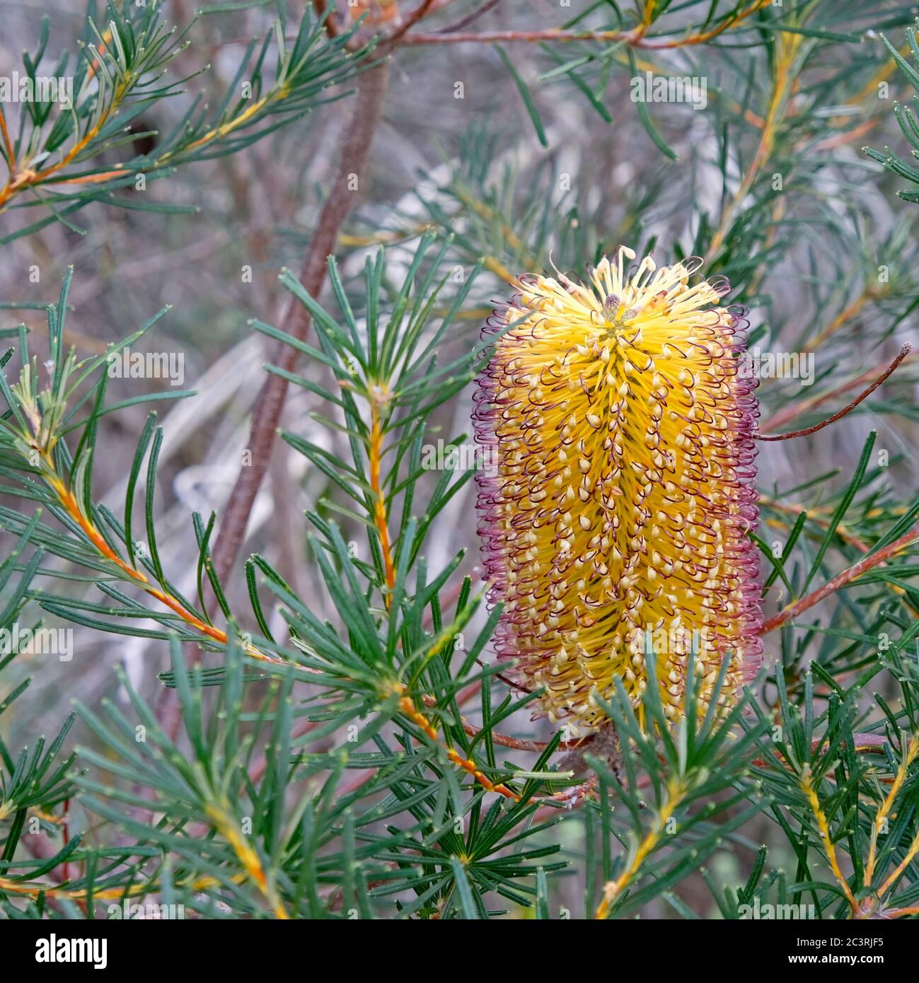 Hairpin Banksia, or Banksia spinulosa, flower surrounded by leaves Stock Photo