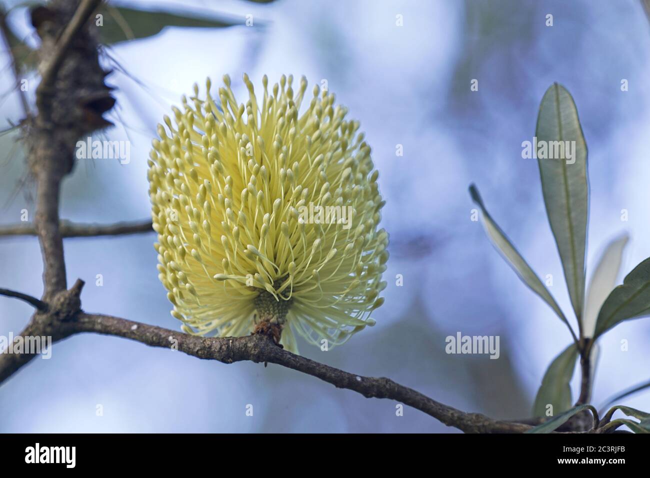 Banksia integrifolia flower closeup with pale blue background Stock Photo