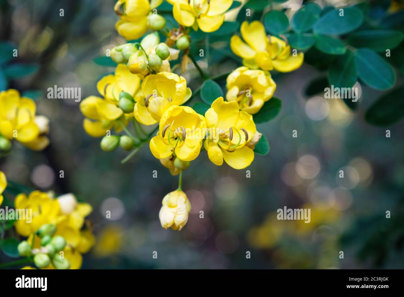 Bright yellow flowers on a Cassia, Senna species, plant closeup Stock Photo