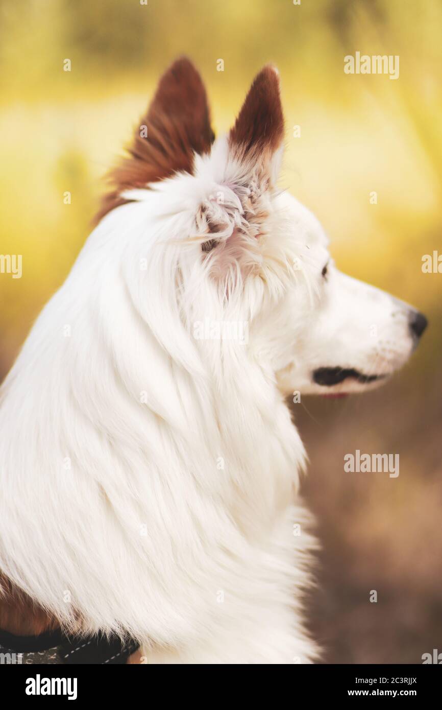 cute-brown-and-white-welsh-sheepdog-in-a-forest-stock-photo-alamy