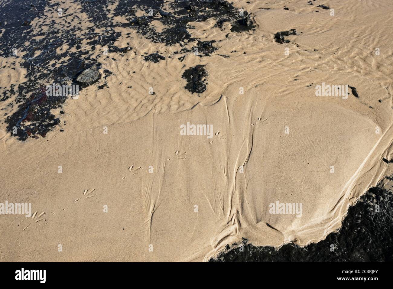 Section of wet sand with ripples created by the waves and bird footprints showing. Stock Photo