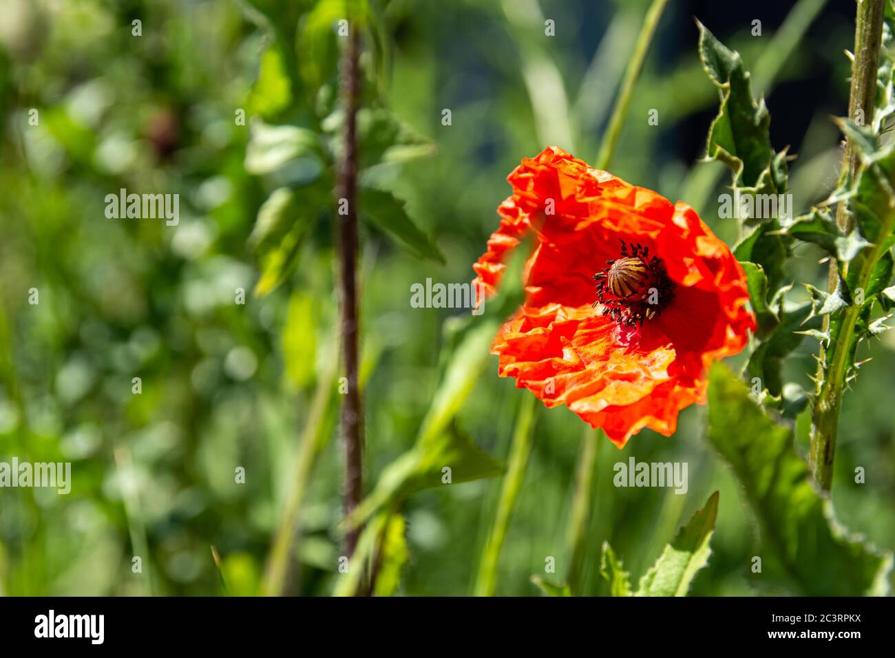 Closeup shot of a red poppy under sunlight Stock Photo - Alamy