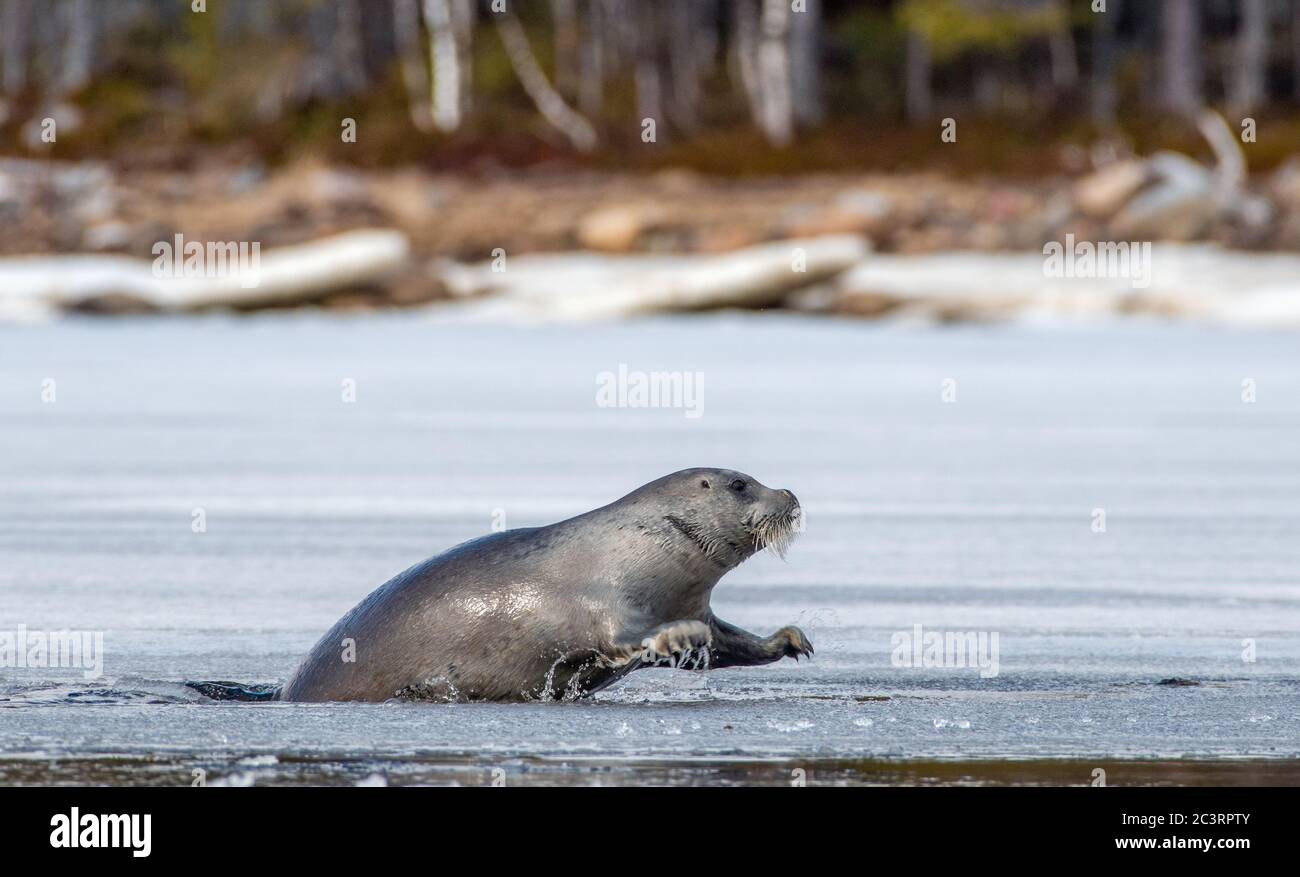A seal tries to get out on an ice floe. The bearded seal, also called the square flipper seal. Scientific name: Erignathus barbatus. White sea, Russia Stock Photo
