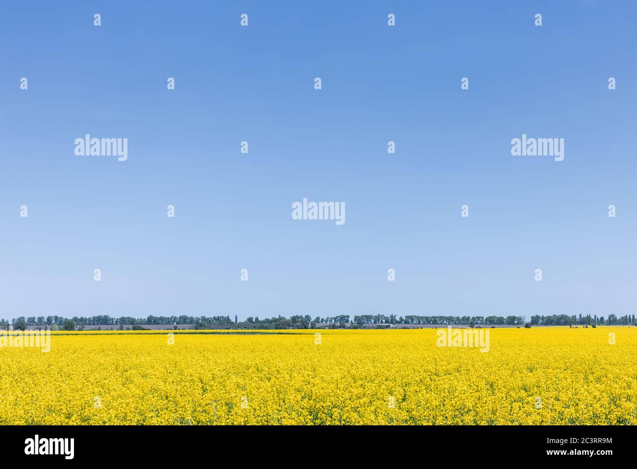 Yellow flowers on field hi-res stock photography and images - Alamy