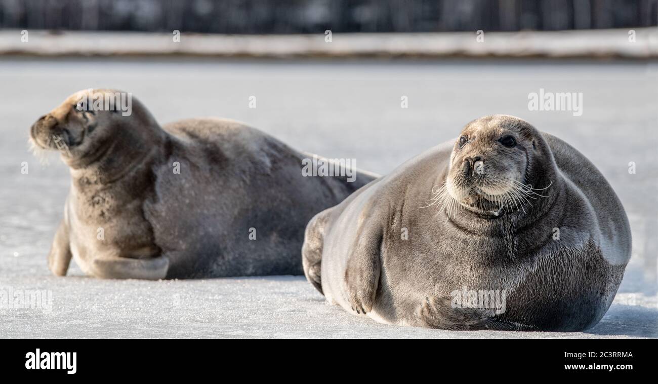 Seals resting on an ice floe. The bearded seal, also called the square flipper seal. Scientific name: Erignathus barbatus. White sea, Russia Stock Photo
