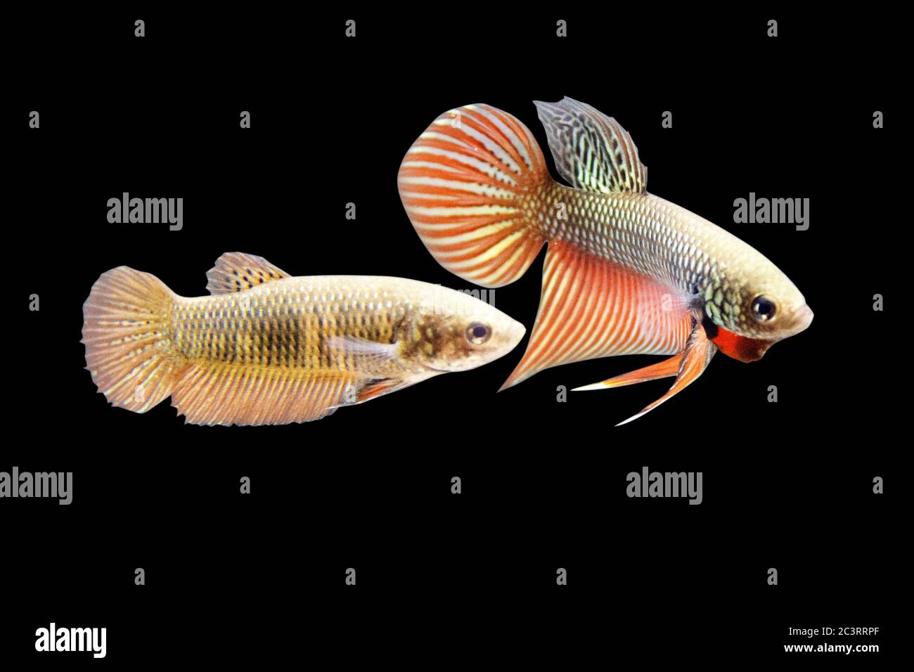 Betta Wild Smaragdina Ladiges Copper Male and Female or Plakat Fighting Fish Splendens on Black Background. Stock Photo