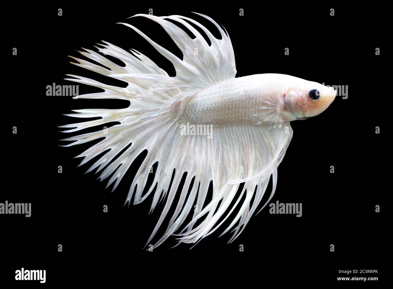 Betta White Crowntail CTHM Male or Plakat Fighting Fish Splendens on Black Background. Stock Photo