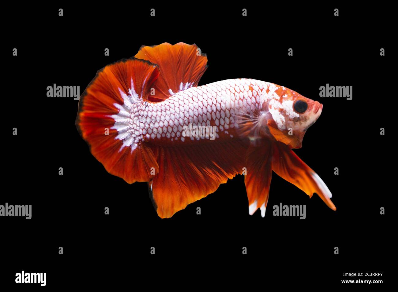 Betta Fancy Red HMPK Male or Plakat Fighting Fish Splendens on Black Background. Stock Photo