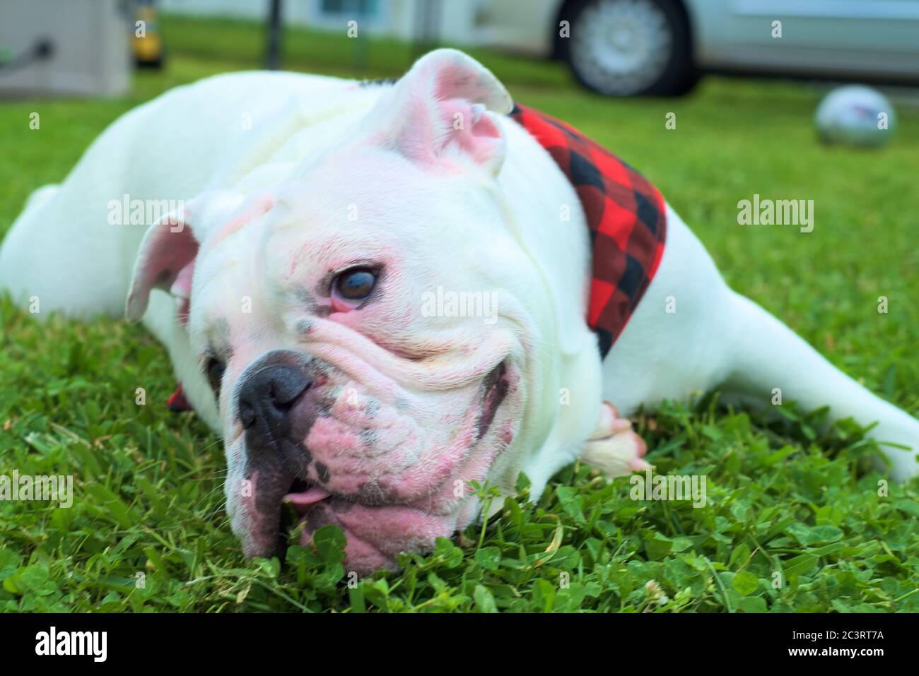 fordampning stress svindler Cute white Australian bulldog sitting on the green grass during daytime  Stock Photo - Alamy