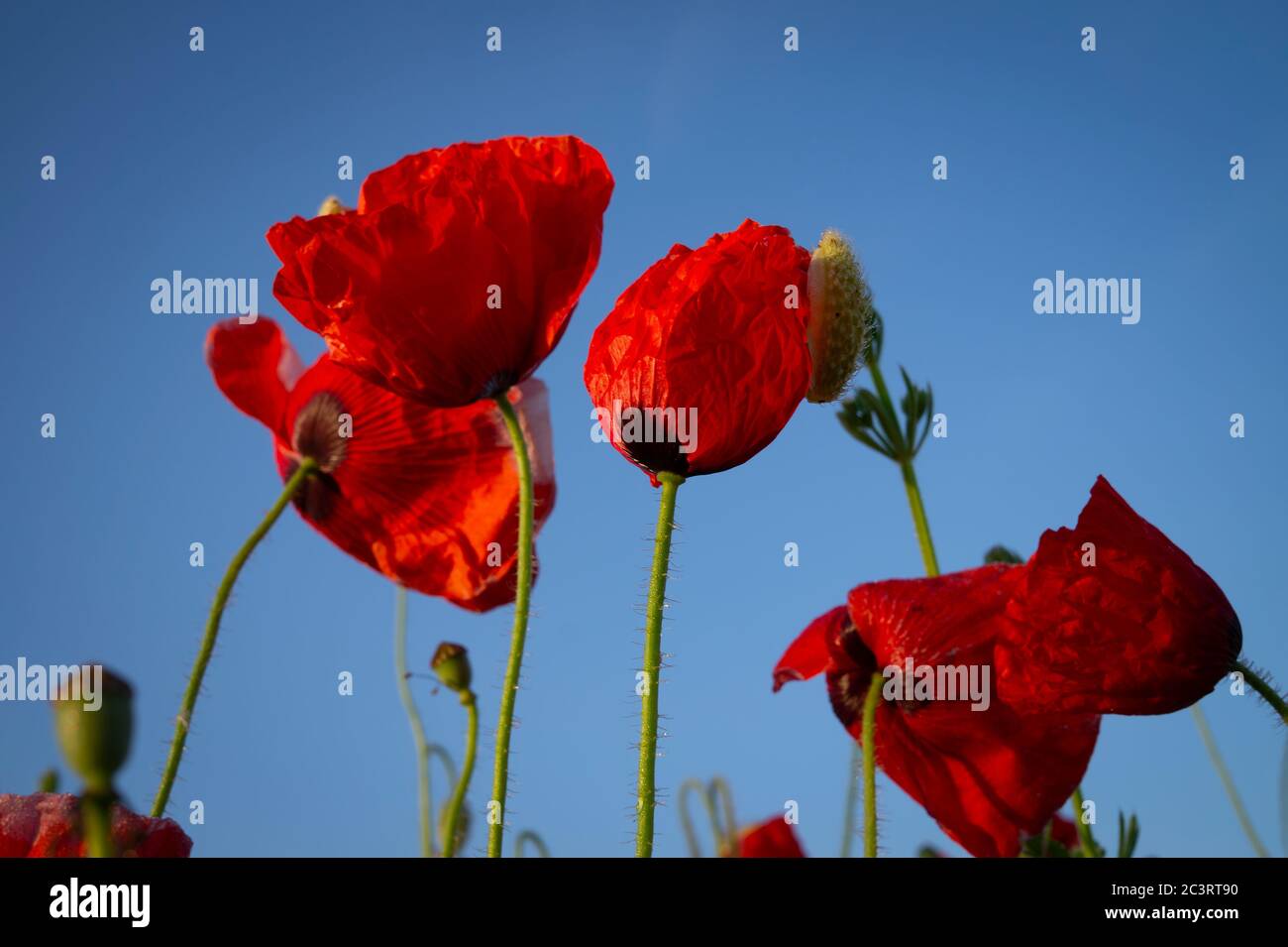 Red poppies blossom on wild field with selective focus against blue sky ...