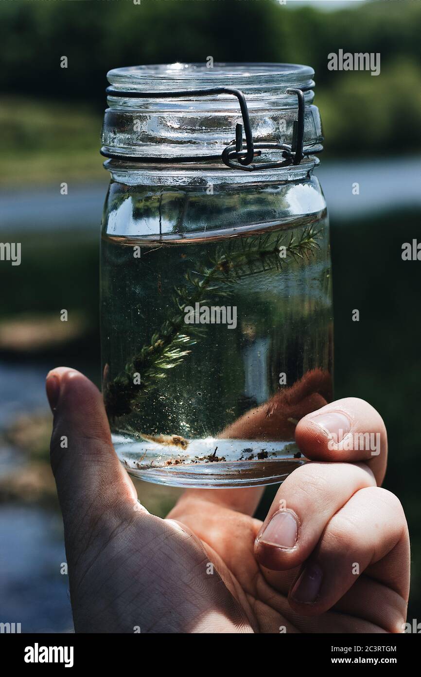 Insecte High Resolution Stock Photography And Images Alamy