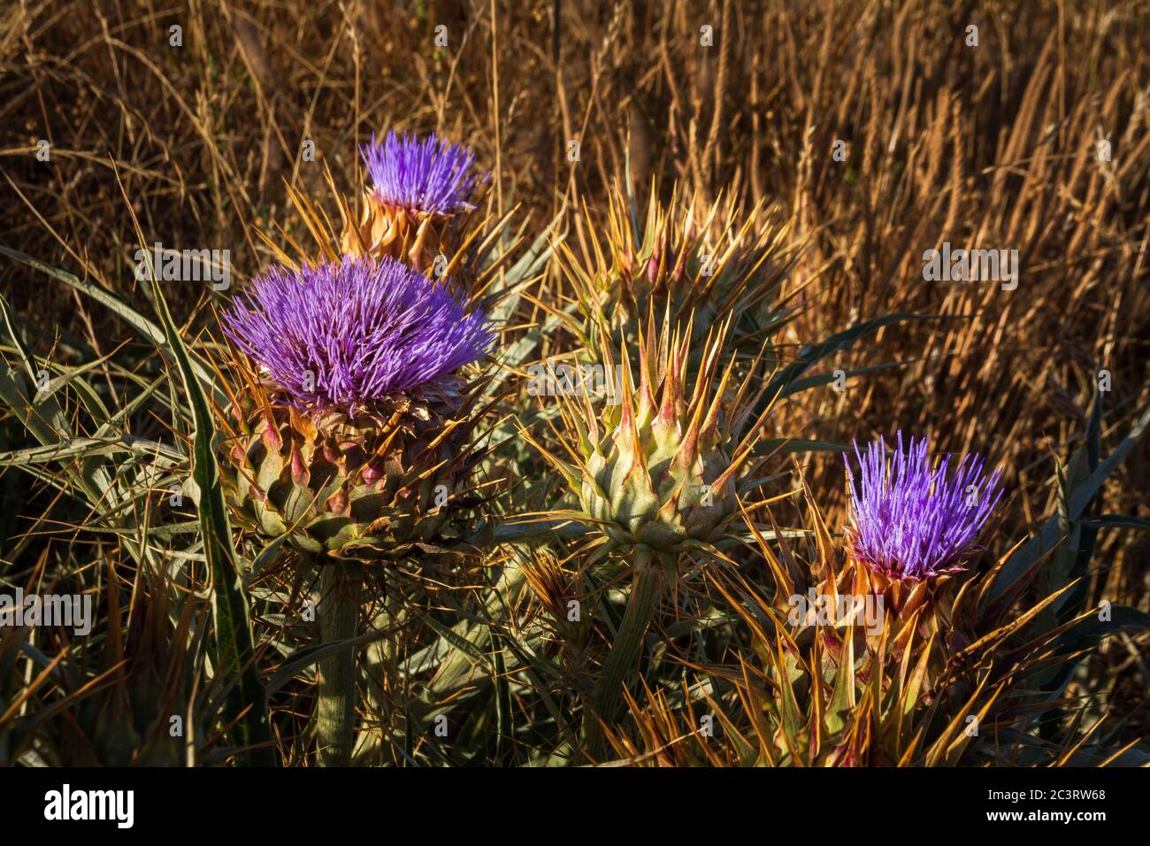Closeup of purple spear thistles under the sunlight Stock Photo