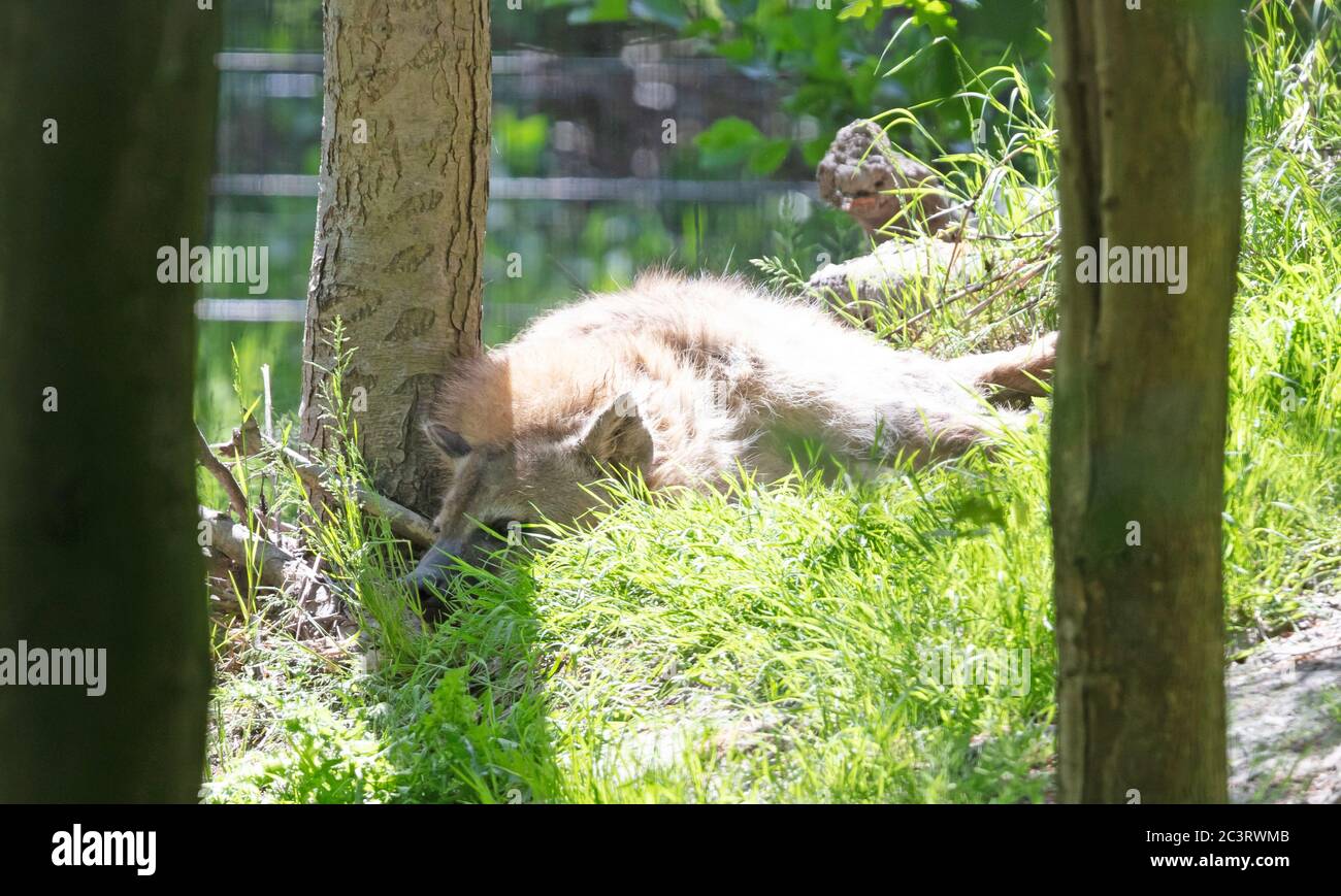 Hyena sleeping, lying in the forest, captivity Stock Photo - Alamy