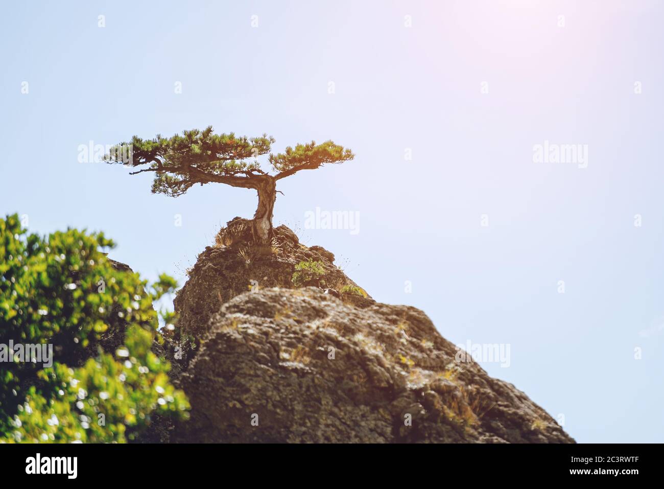 Lonely Pine that grows on top of a mountain against the sky. Landscape. Stock Photo
