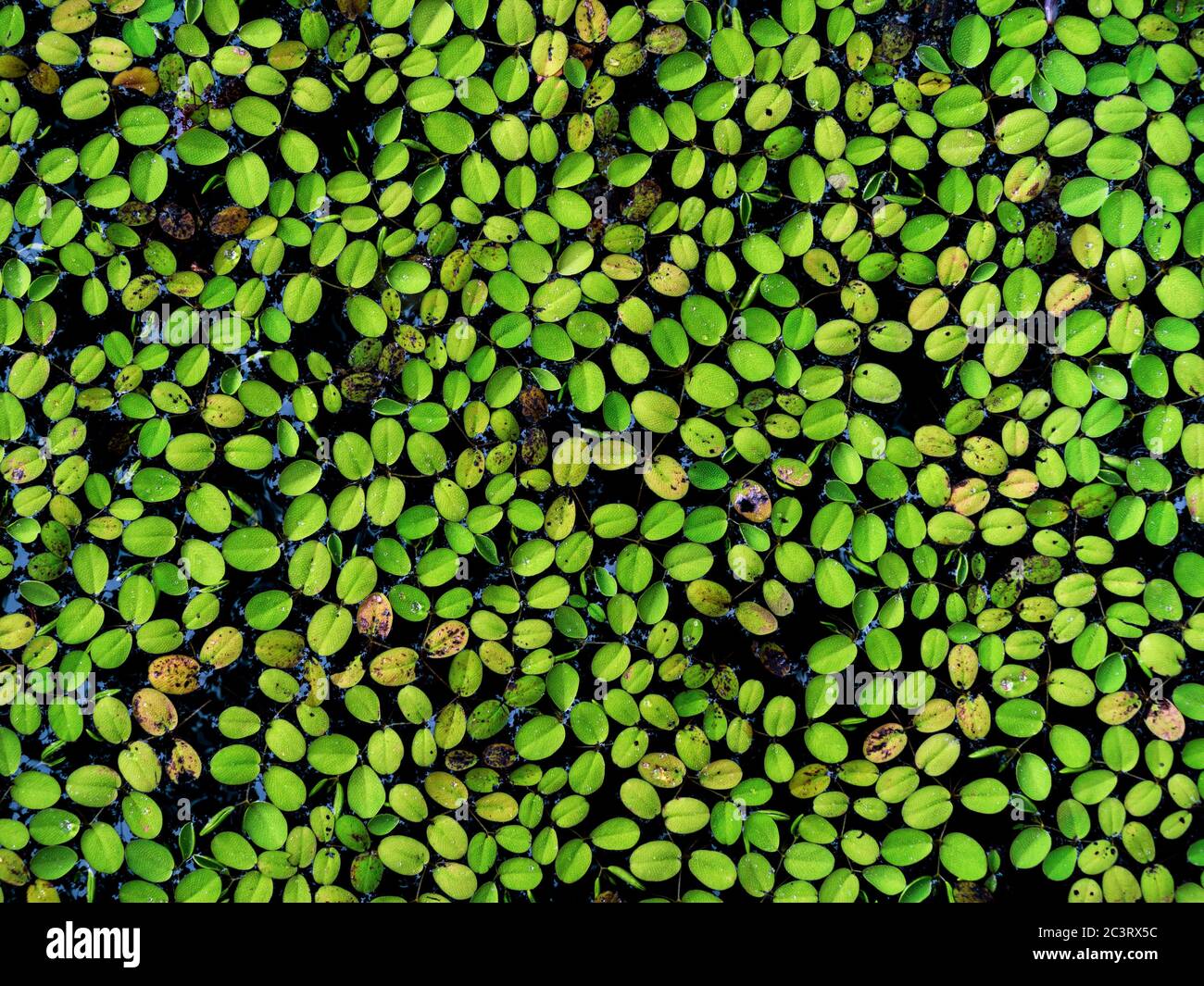 Many little fresh green leaves floating on water background. Nature ...