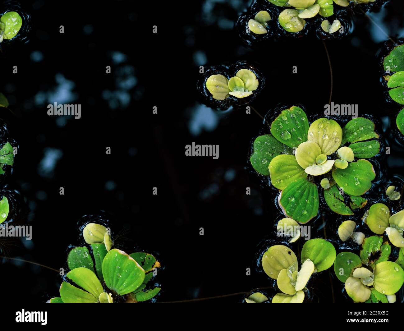 Little fresh green leaves floating on water background with copy space ...