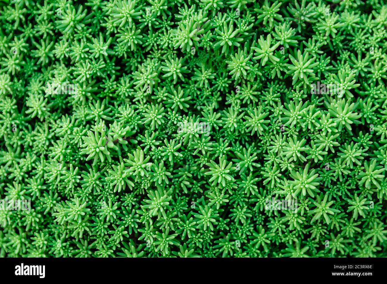 Green leaves natural background. Lawn pattern texture background Stock Photo