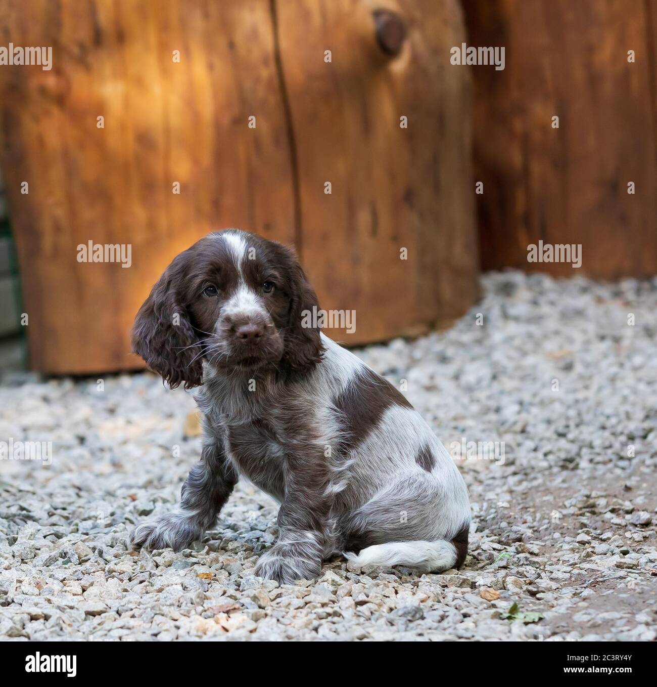 Liver roan sale cocker spaniel puppies