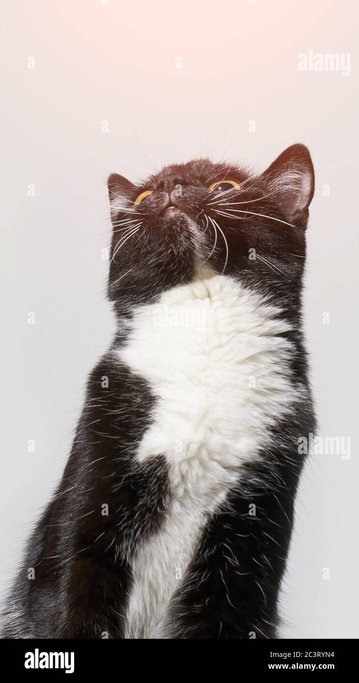 Black and white cat staring up. Grey background Stock Photo - Alamy
