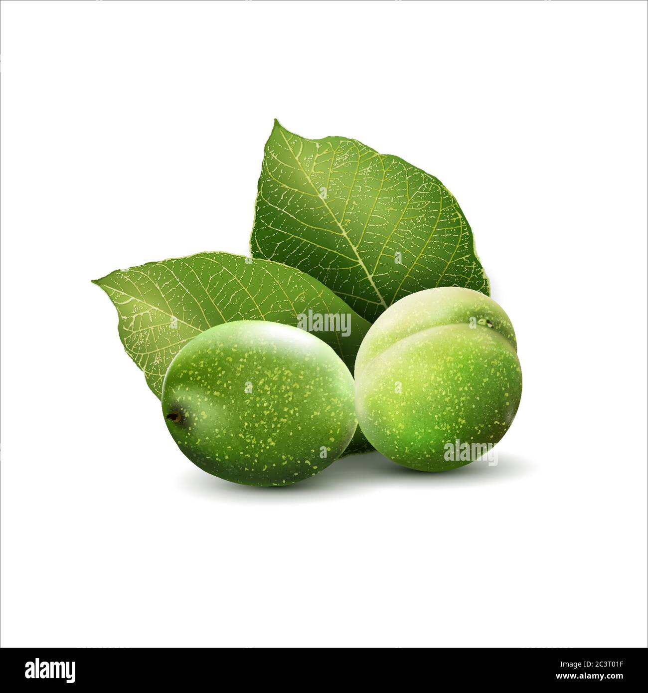 Green walnuts with leaves isolated on a white background. Stock Vector