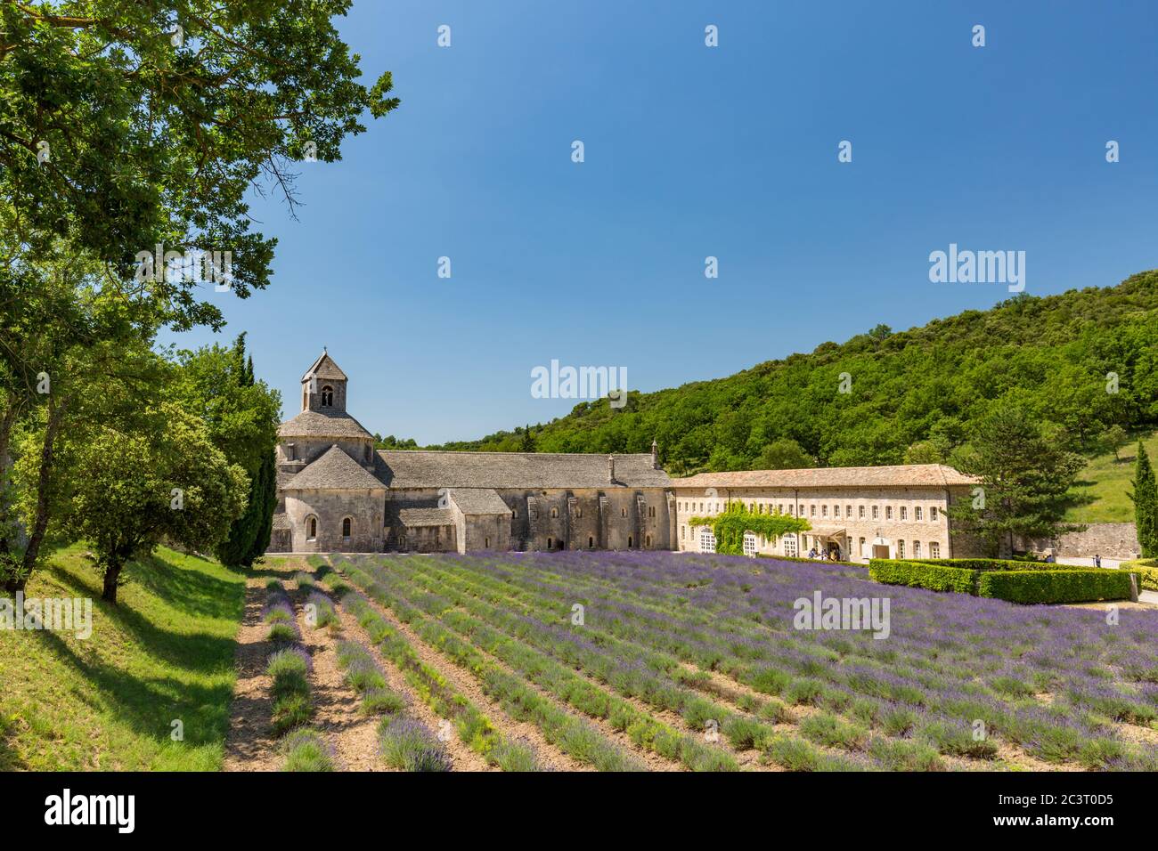 Abbey of Senanque blooming lavender flowers. Gordes, Luberon, Pr. Summer travel destination, landmark, historic architecture Stock Photo