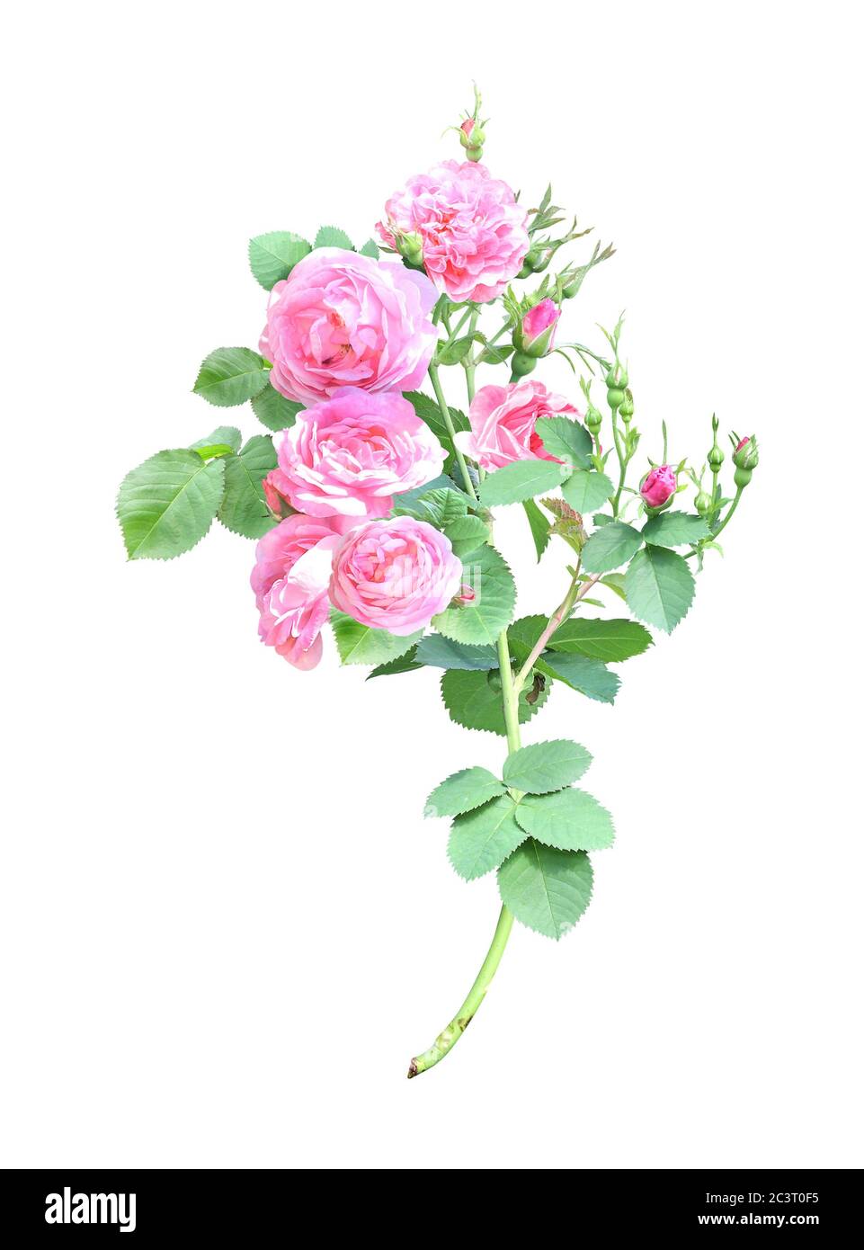 Branch of Climbing rose with pink flowers. Isolated on white background ...