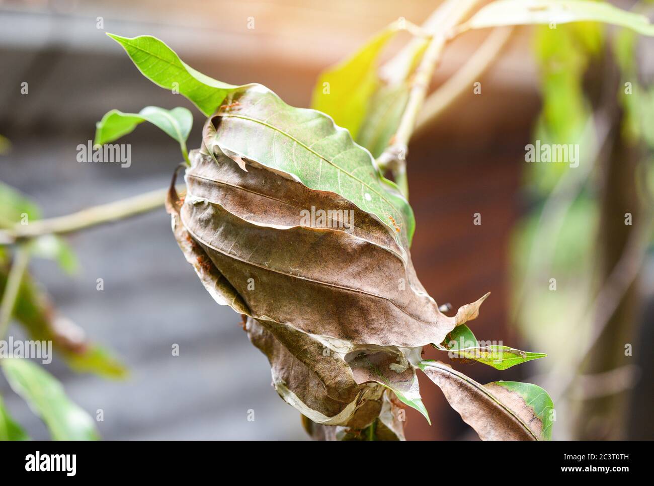 Red ant on mango tree / Ant nest with leaf on tree Stock Photo Alamy