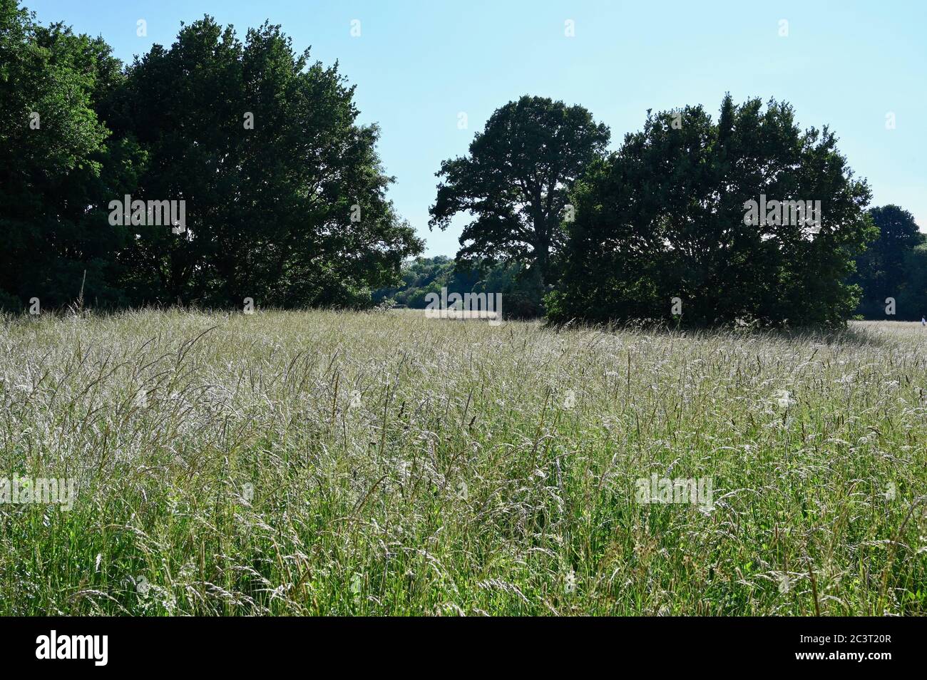 Tall grass. Foots Cray Meadows, Sidcup, Kent. UK Stock Photo