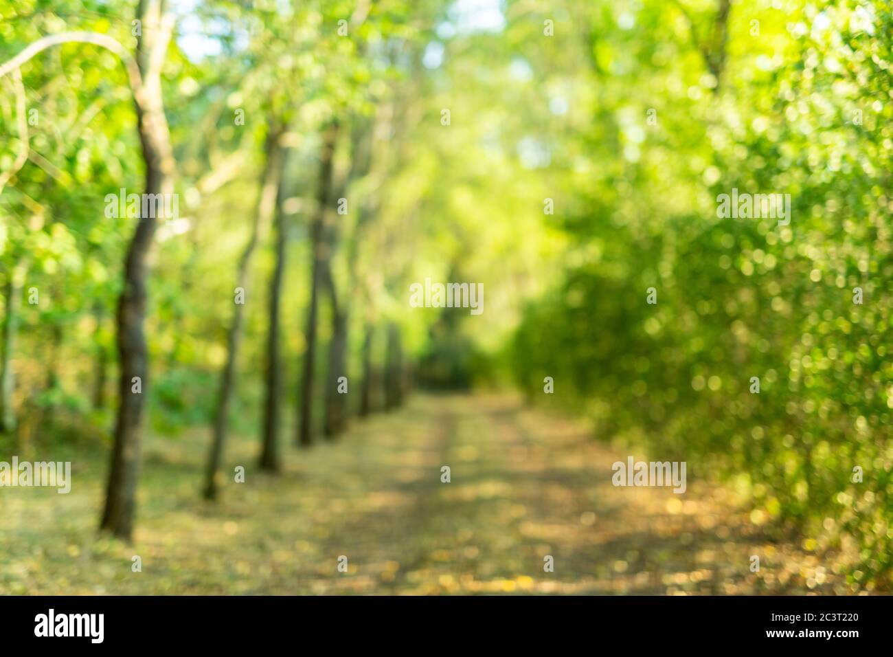 Blur natural and light background in the park. Blurred park with bokeh light, natural background Stock Photo