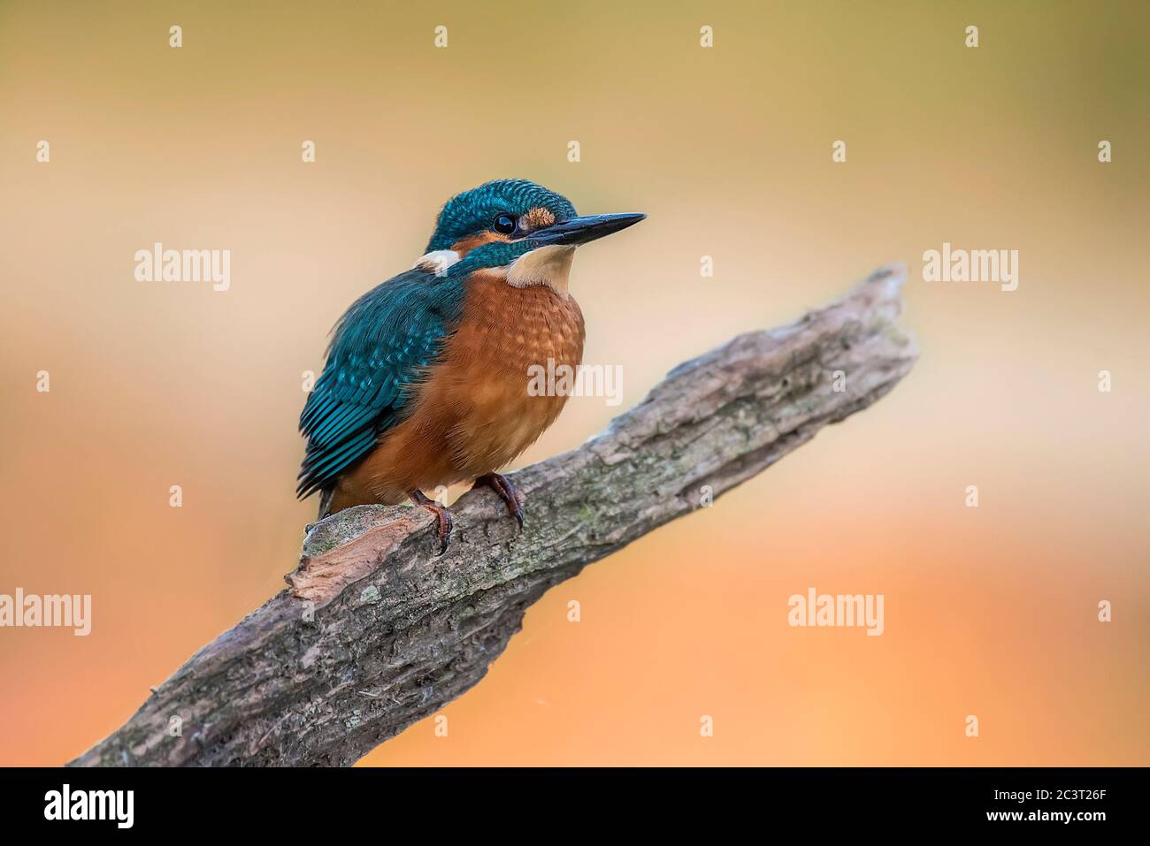 Kingfisher perched on a gray foggy branch background Stock Photo