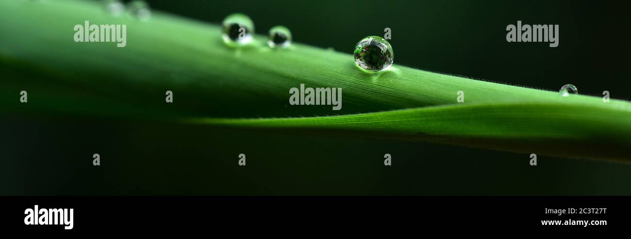 macro of water drop on leaf with space for text. HD Image and Large Resolution. can be used as wallpaper Stock Photo