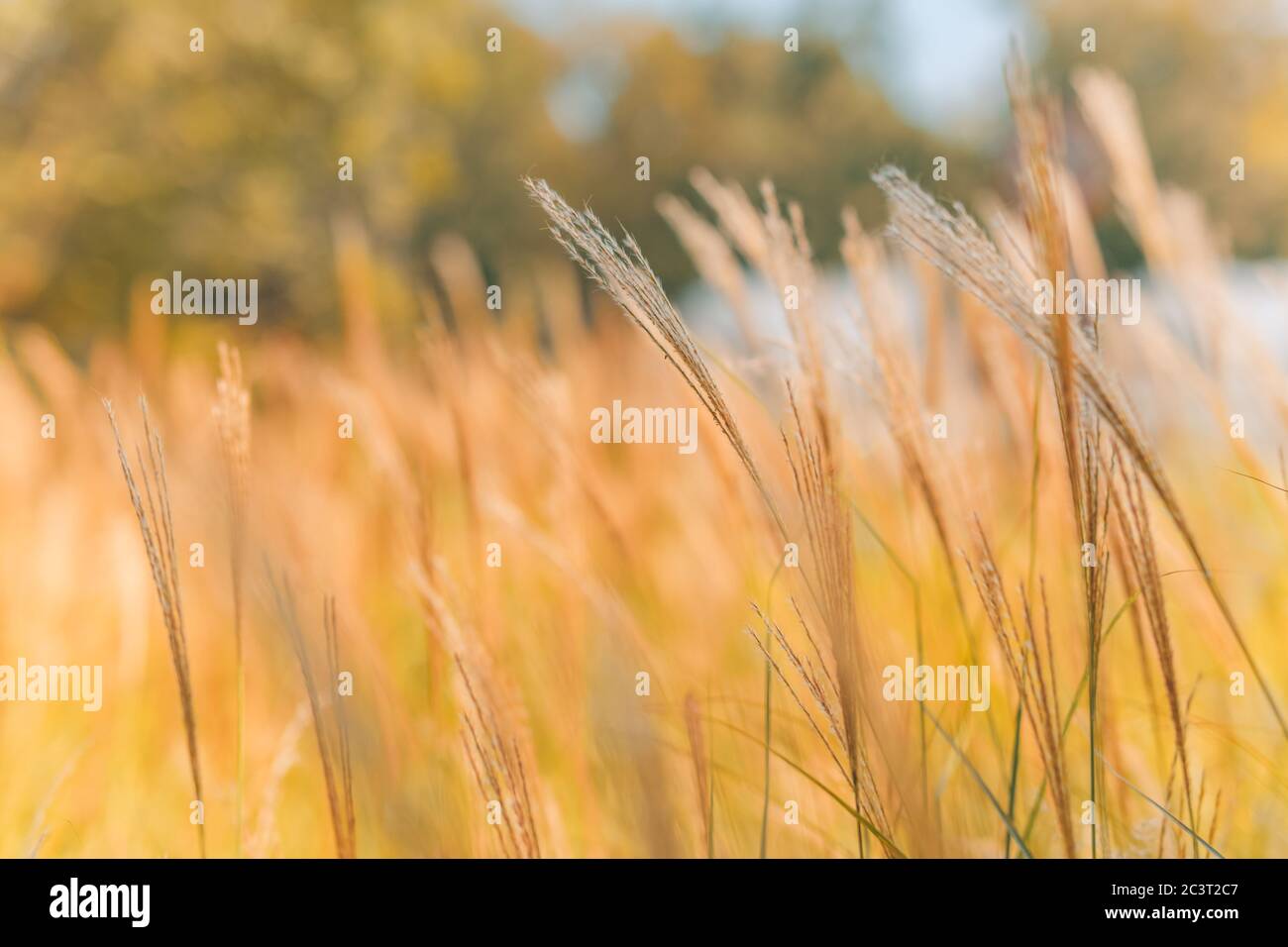 Grass meadow with blurred nature park garden background. Soft light, peaceful nature countryside view Stock Photo