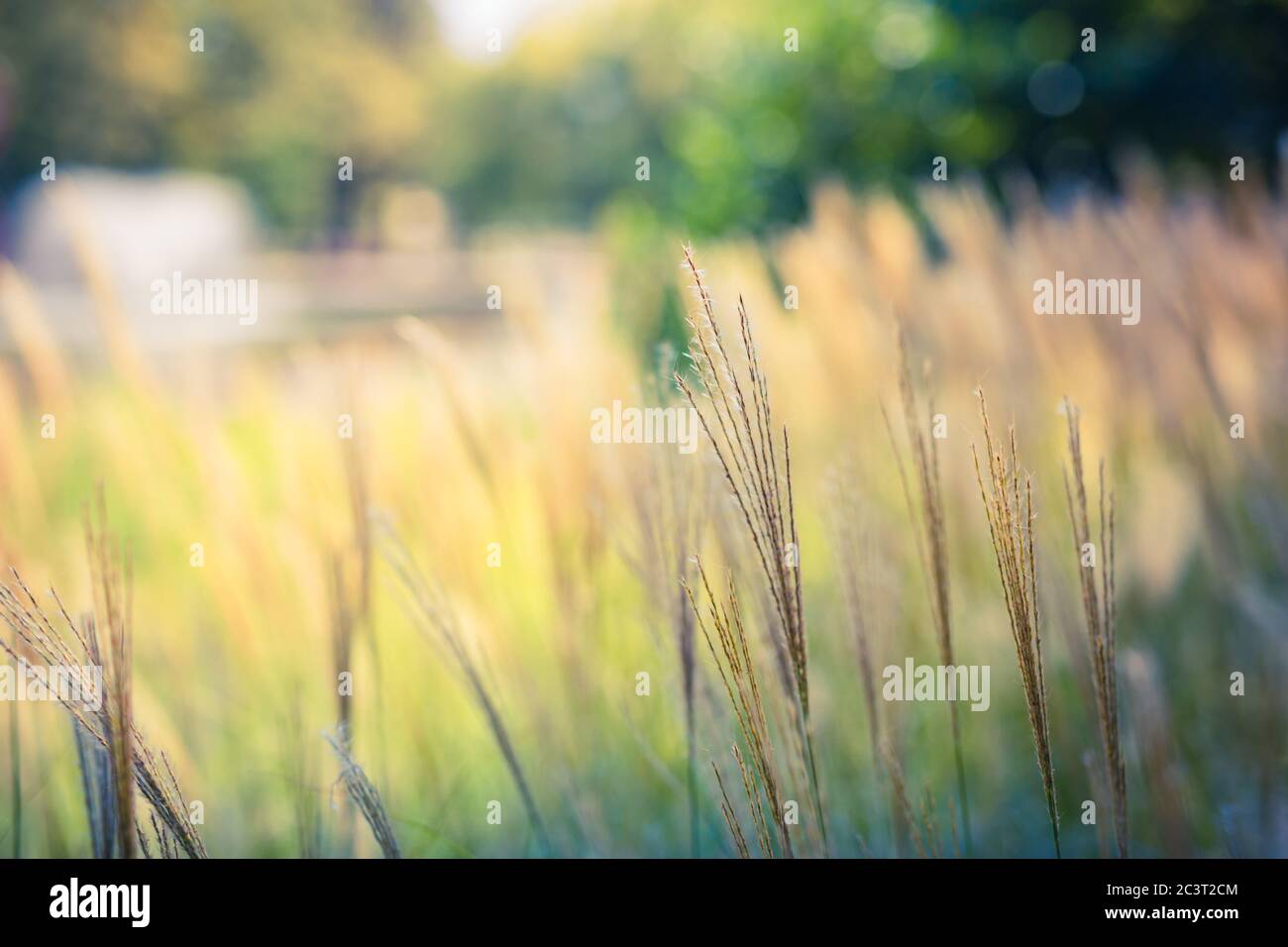 Grass meadow with blurred nature park garden background. Soft light, peaceful nature countryside view Stock Photo