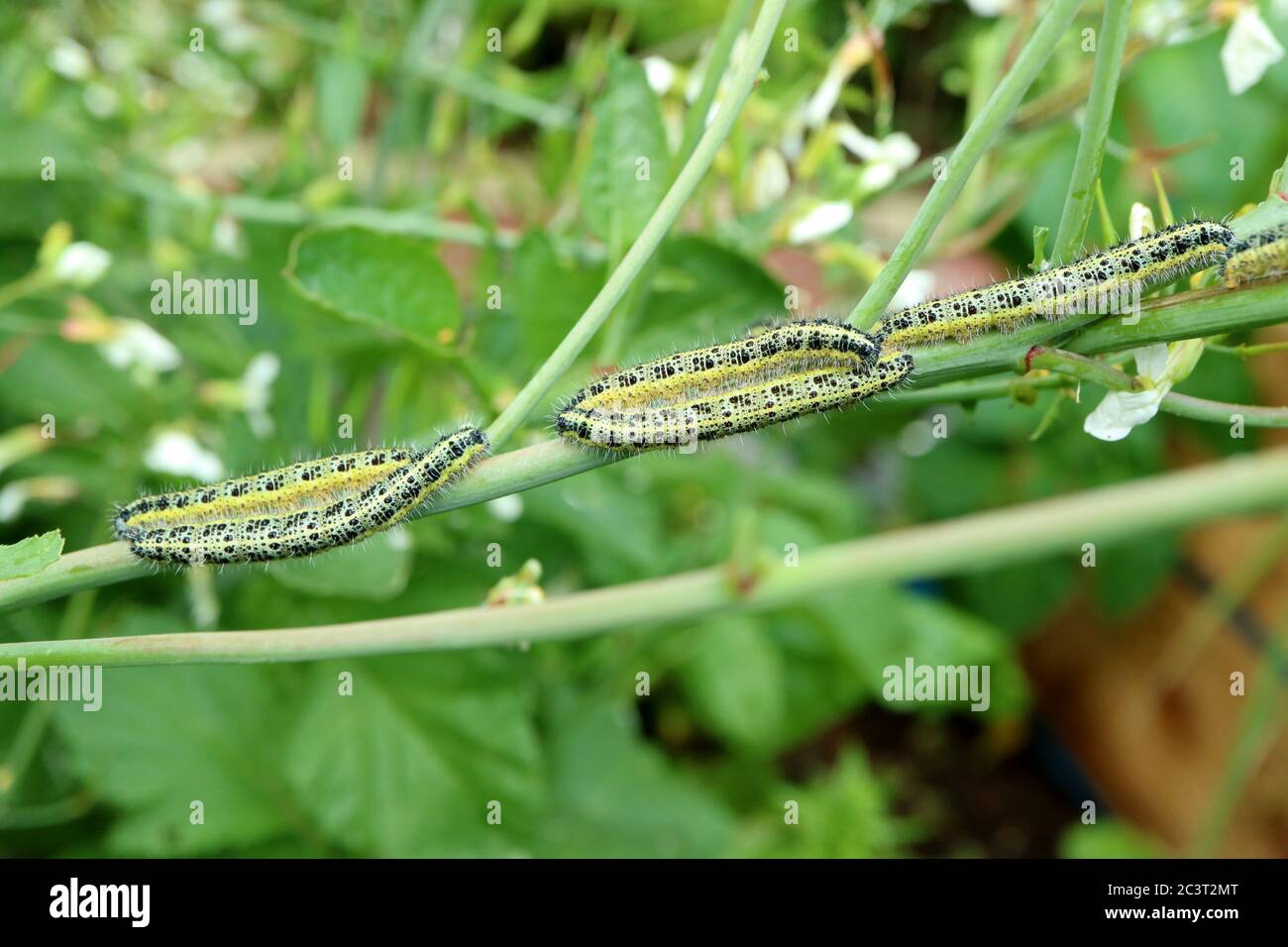 Large white butterfly pieris brassicae caterpillar infestation eating their way through vegetable plant in garden in the uk Stock Photo