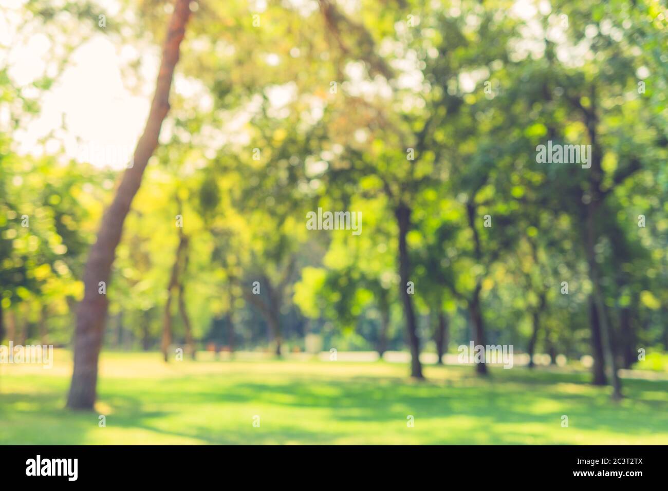 Blur nature green park with sun light abstract background. Stock Photo