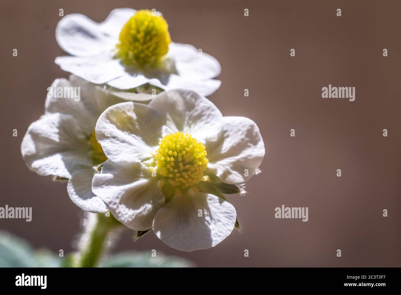 Strawberry plant pink flowers hi-res stock photography and images - Alamy