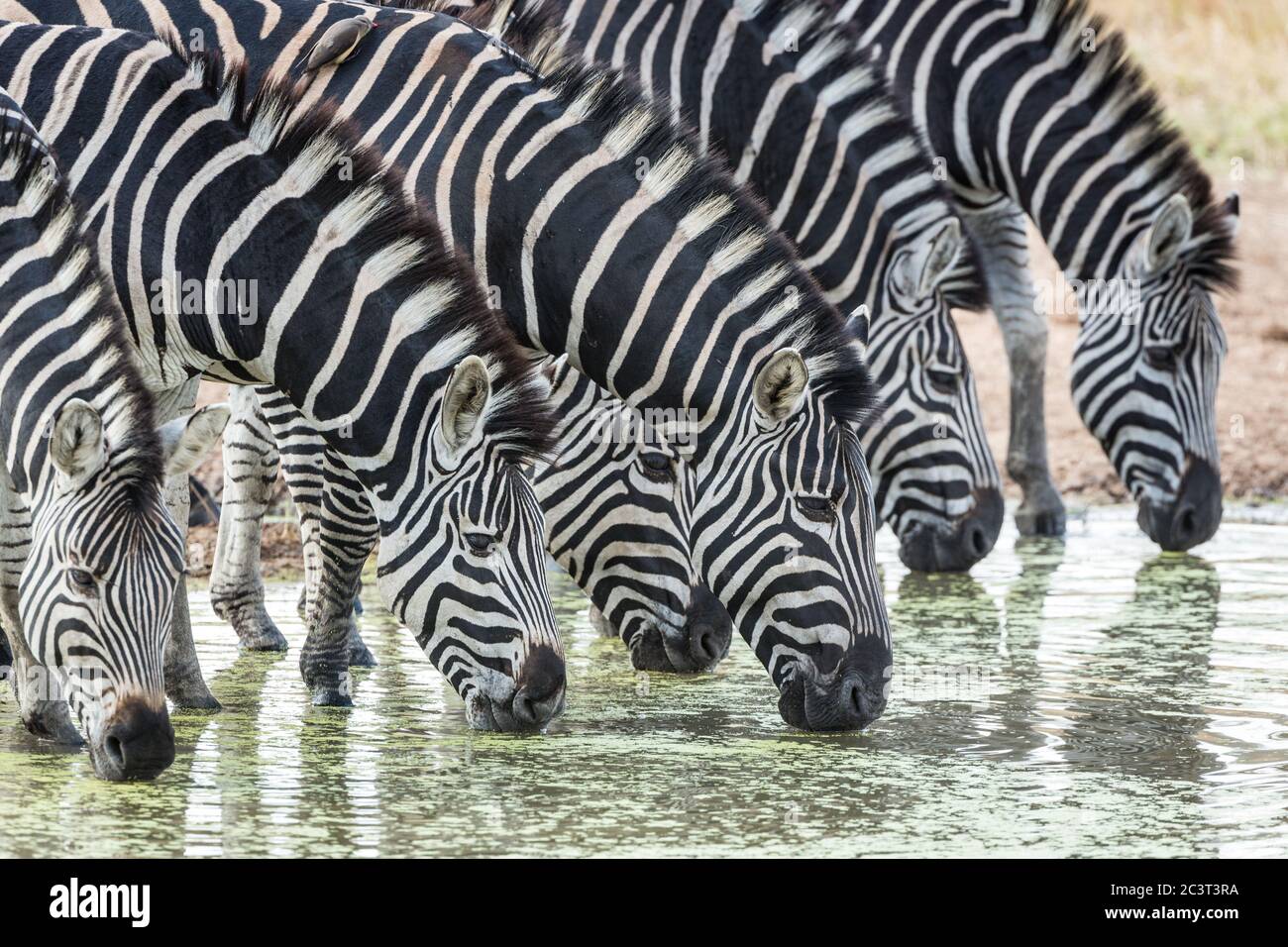 A herd of thirsty zebra standing in water and drinking from a dam in Kruger Park South Africa Stock Photo