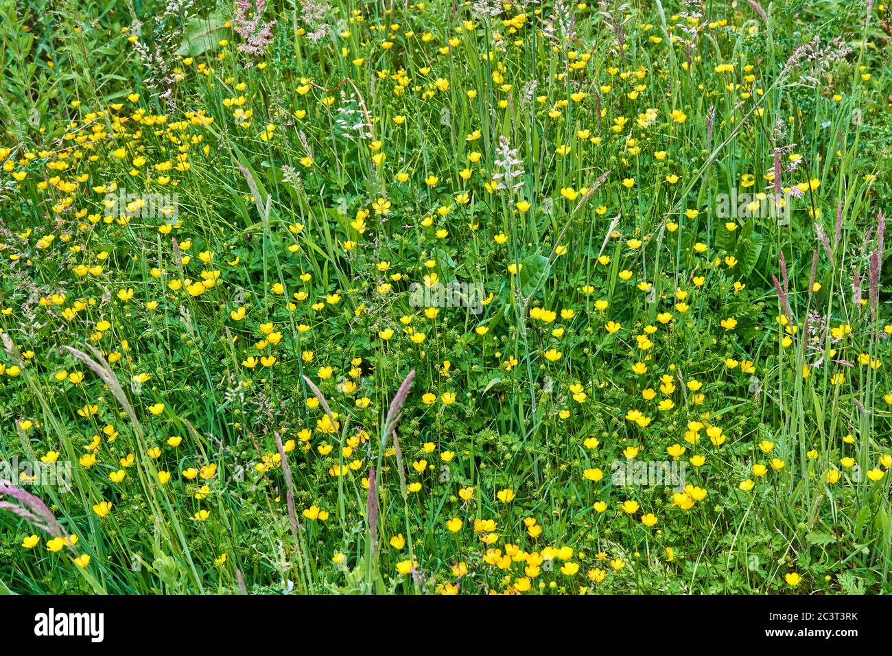 Field of wild buttercups Stock Photo