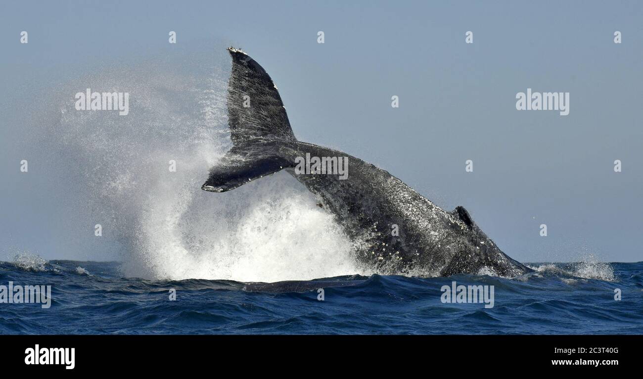 A Humpback whale raises its powerful tail over the water of the Ocean.. The whale is spraying water. Scientific name: Megaptera novaeangliae. South Af Stock Photo